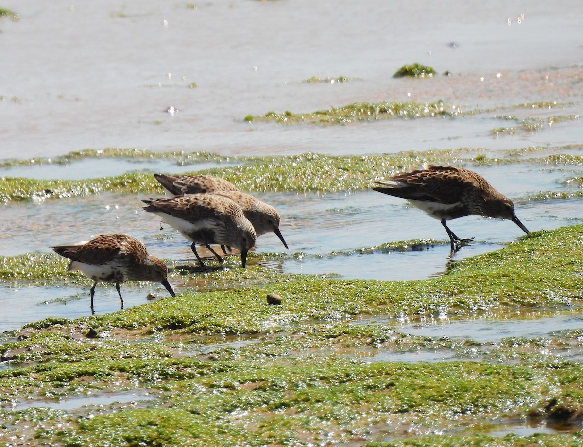 Dunlin - ML619822220