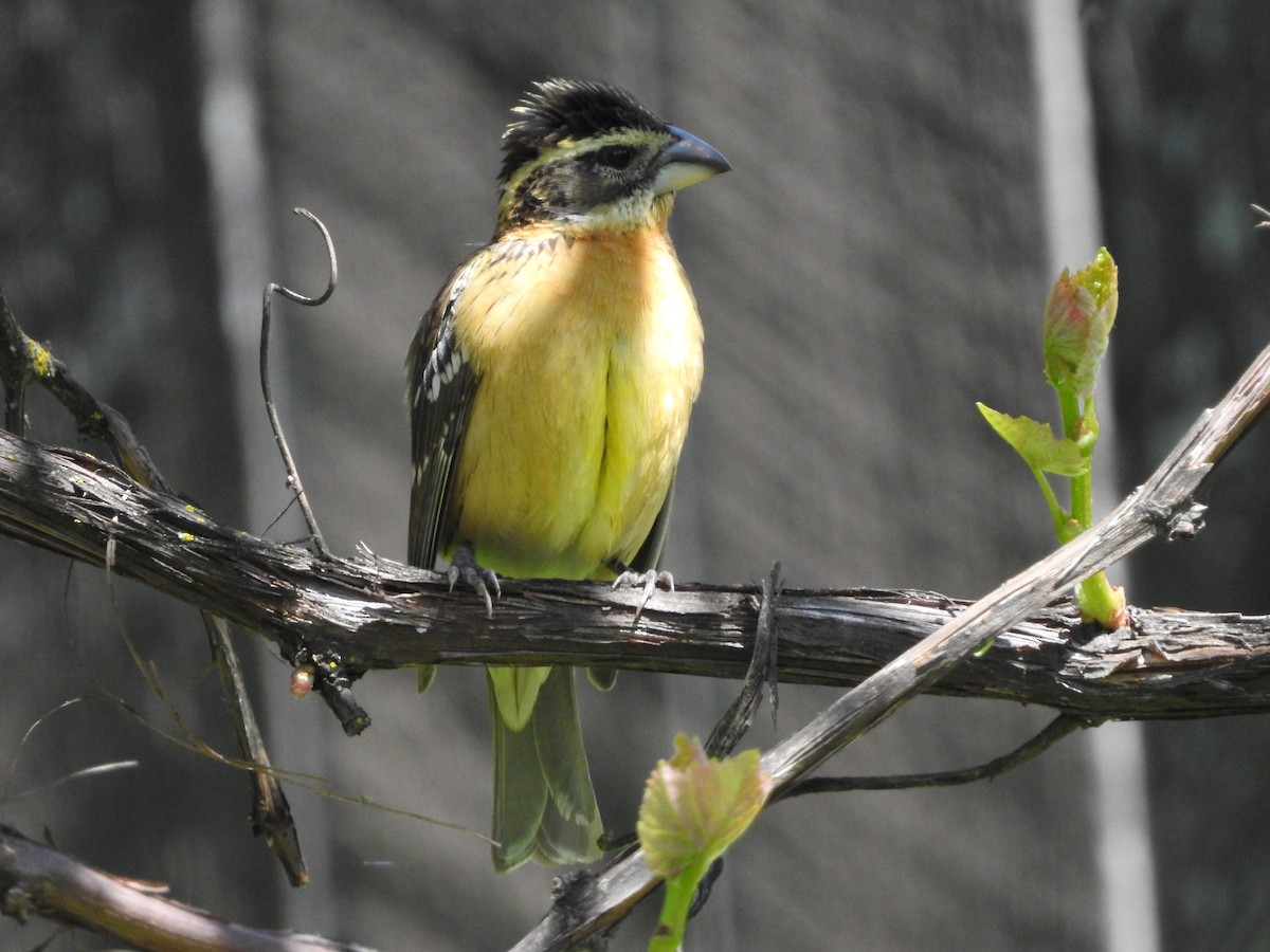 Black-headed Grosbeak - ML619822225