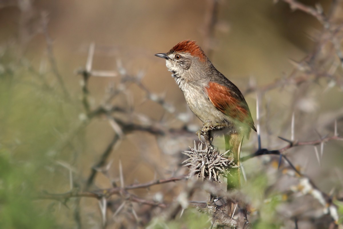 Sooty-fronted Spinetail - ML619822229