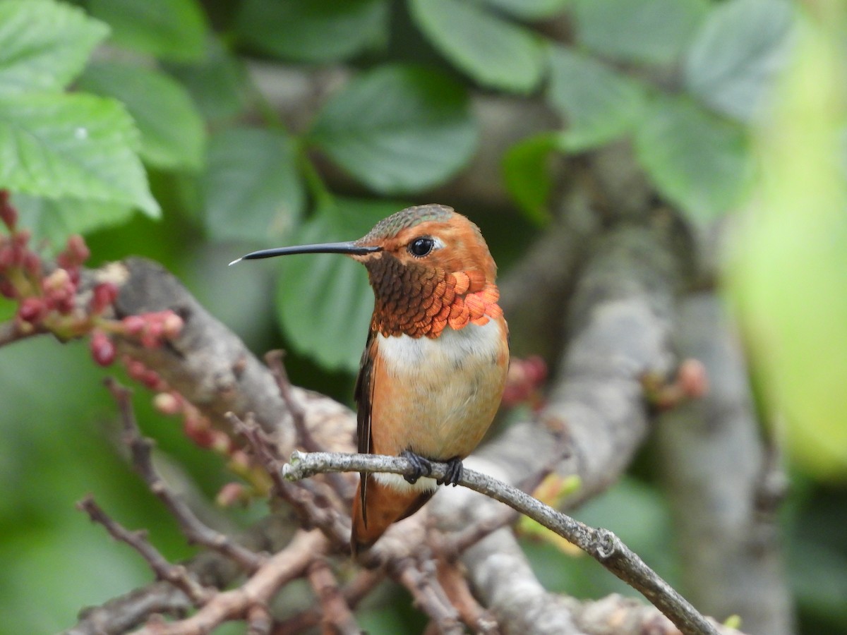 Allen's Hummingbird - ML619822233