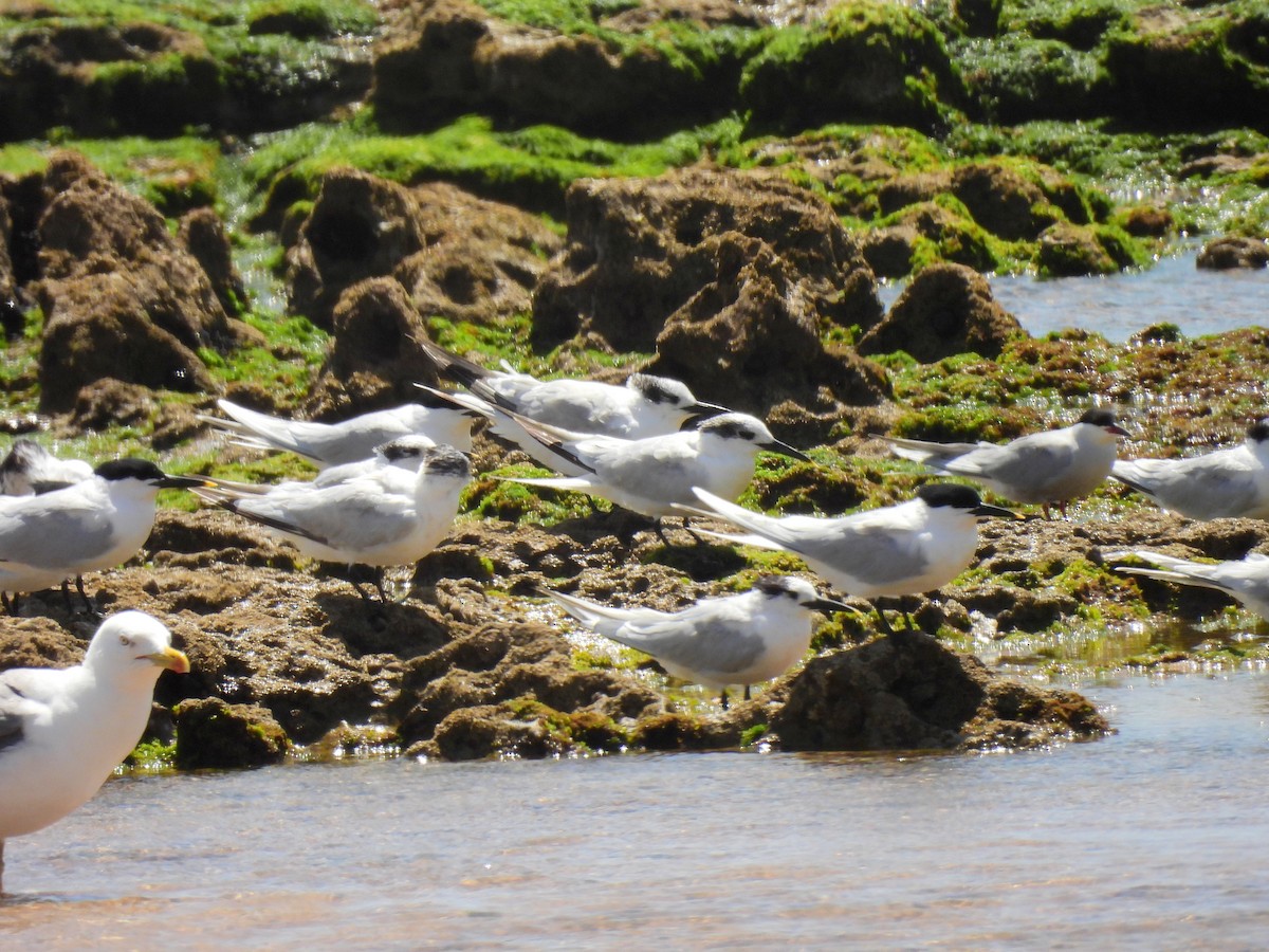 Sandwich Tern - ML619822243