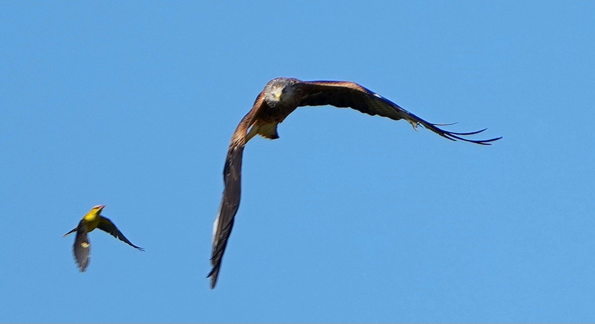 Red Kite - ML619822244