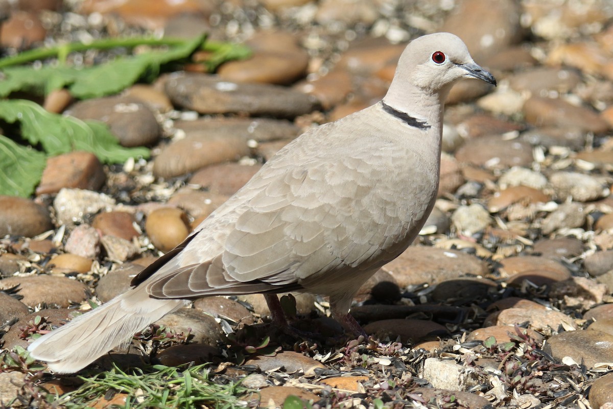 Eurasian Collared-Dove - ML619822258
