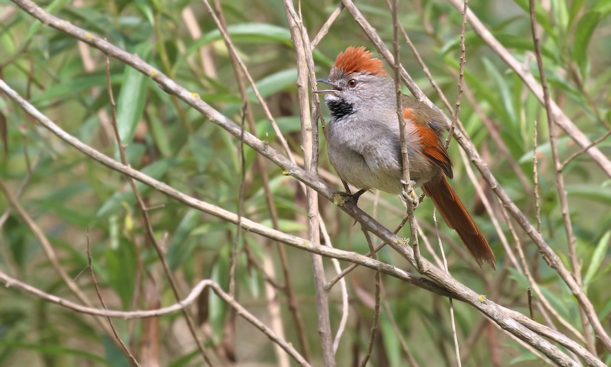 Sooty-fronted Spinetail - ML619822259
