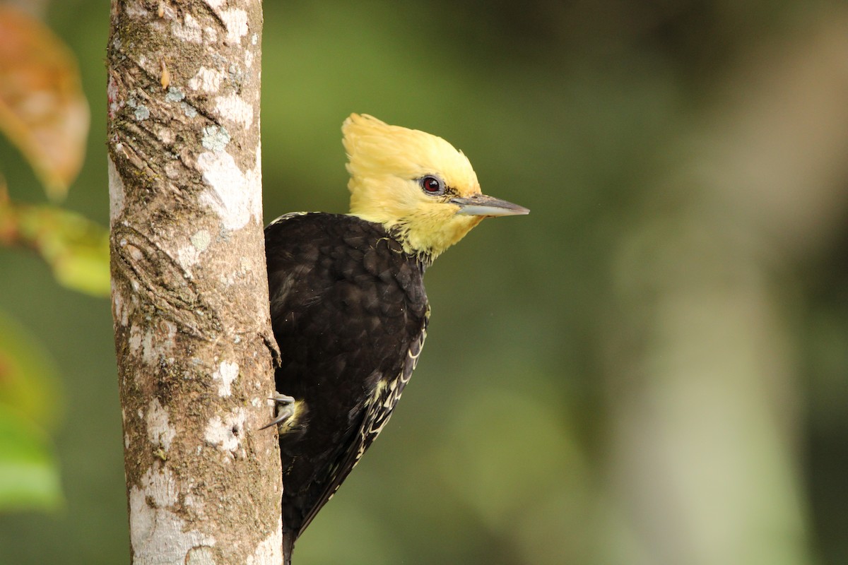 Blond-crested Woodpecker - ML619822260