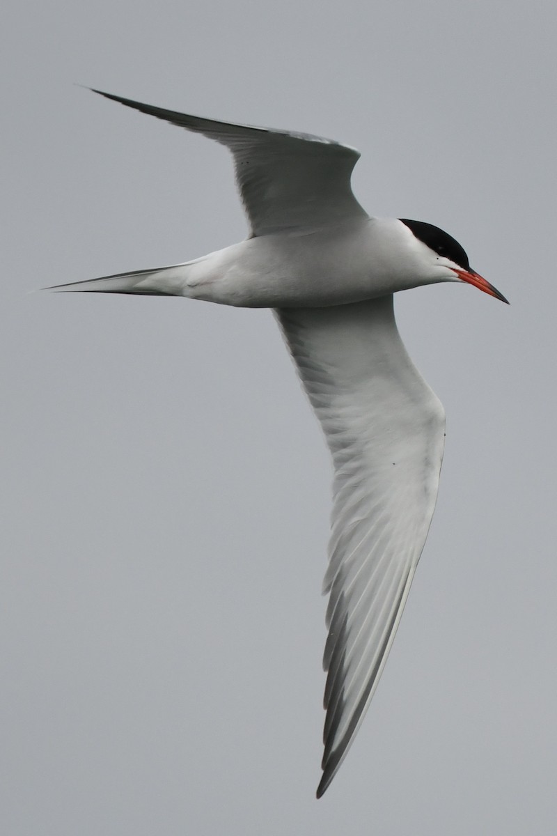 Common Tern - ML619822264