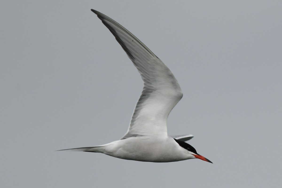 Common Tern - ML619822265