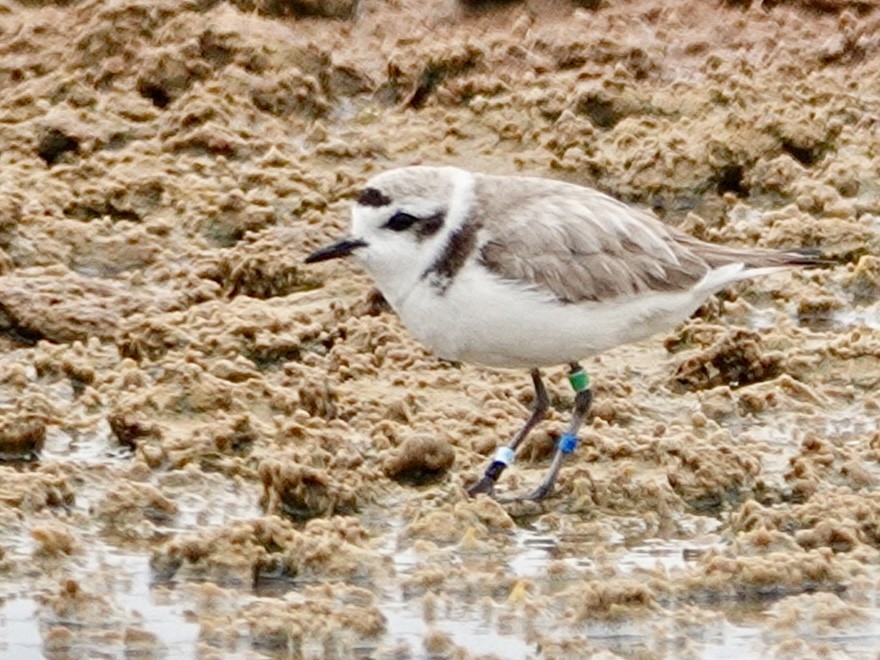 Snowy Plover - Brian Daniels