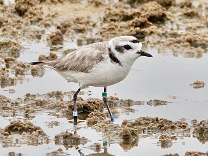 Snowy Plover - ML619822273