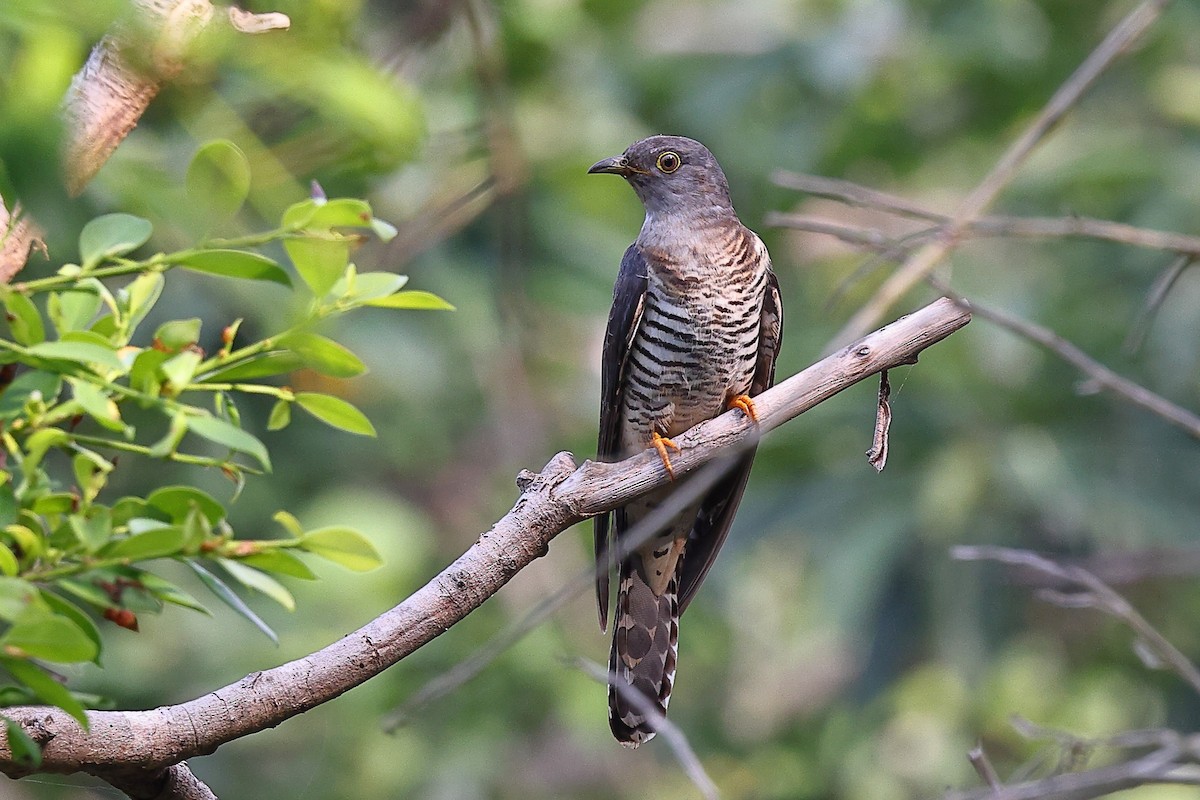 Oriental Cuckoo - ML619822275