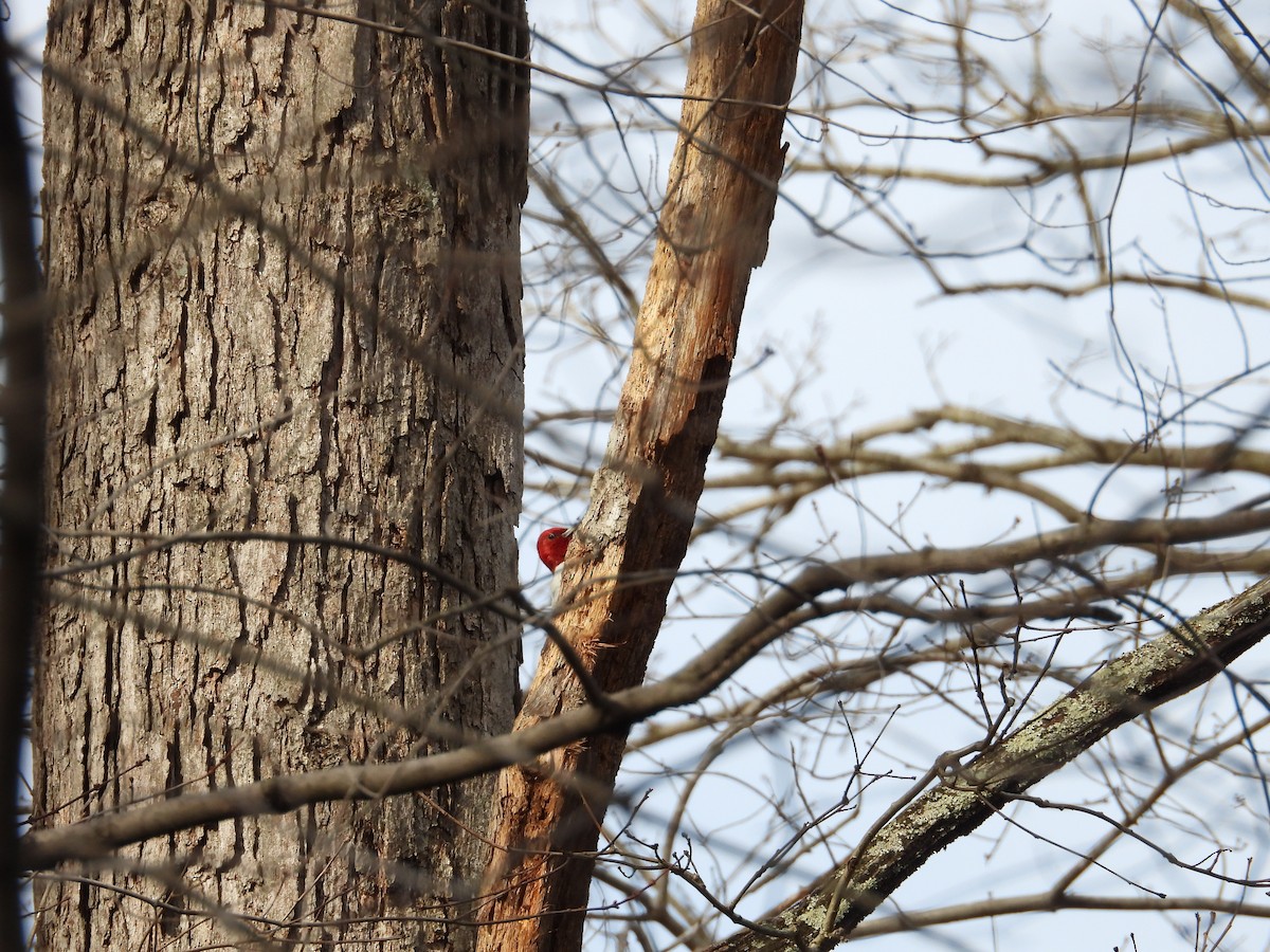 Red-headed Woodpecker - ML619822282