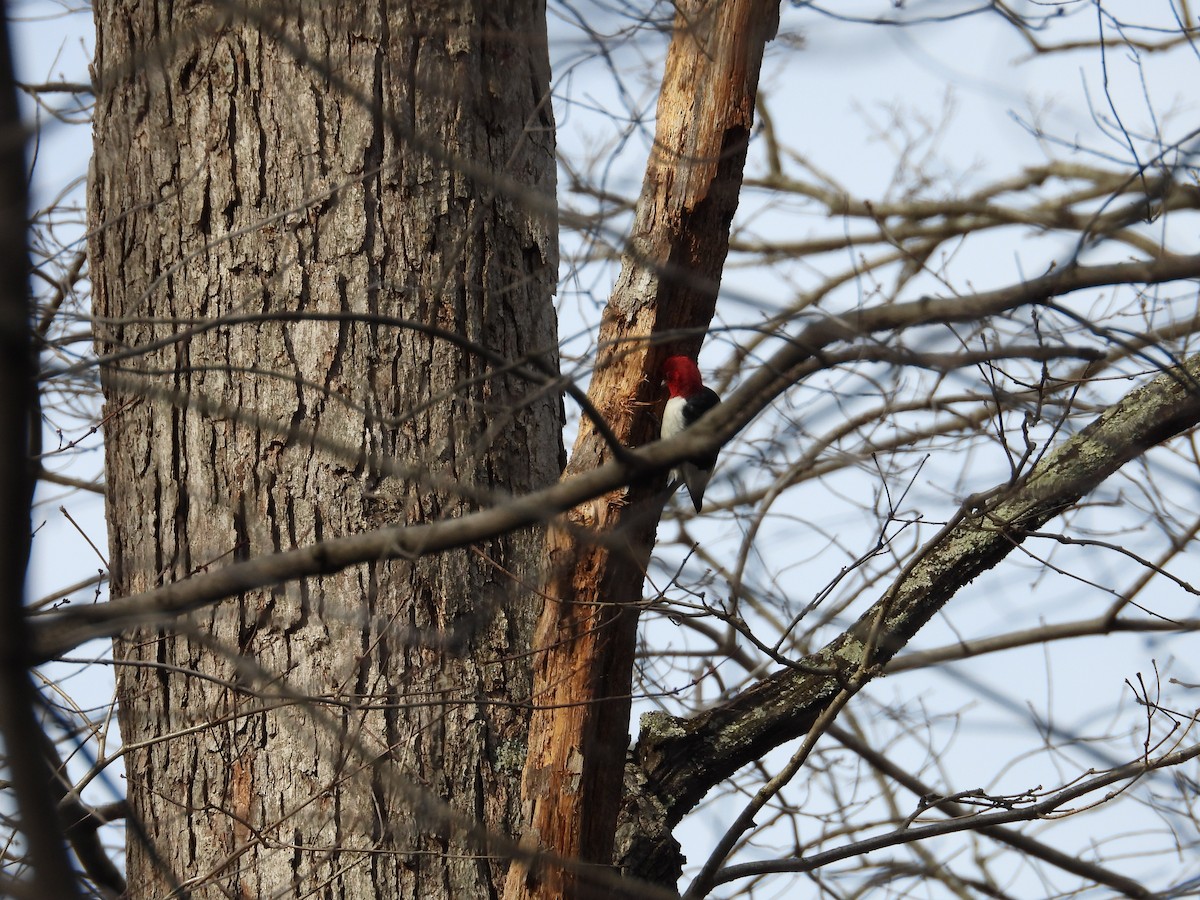 Red-headed Woodpecker - ML619822289