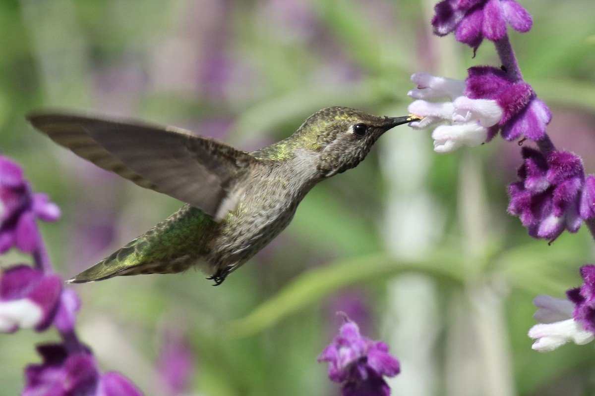 Anna's Hummingbird - ML619822291