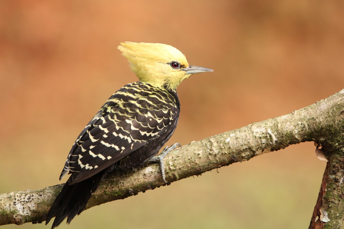 Blond-crested Woodpecker - ML619822292