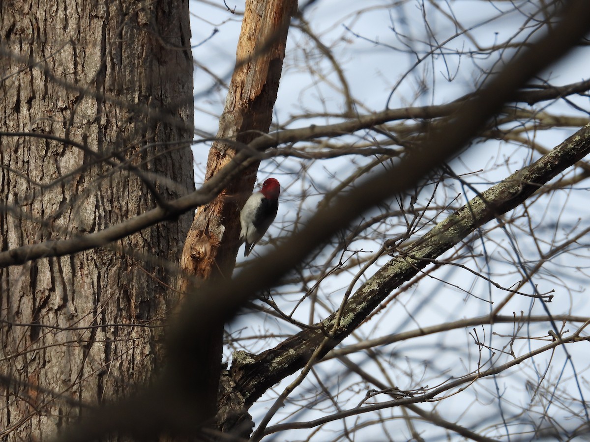 Red-headed Woodpecker - ML619822293
