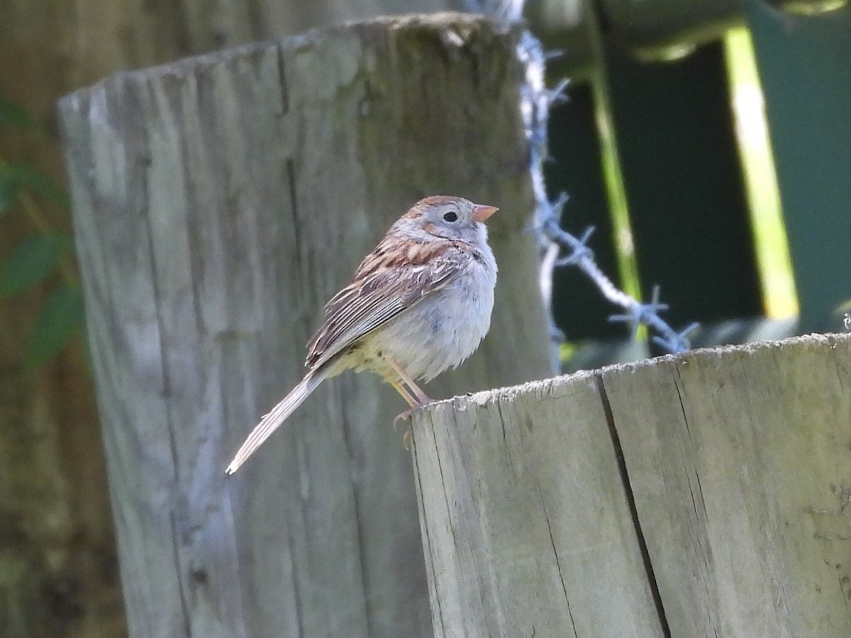 Field Sparrow - Karen & Tom Beatty