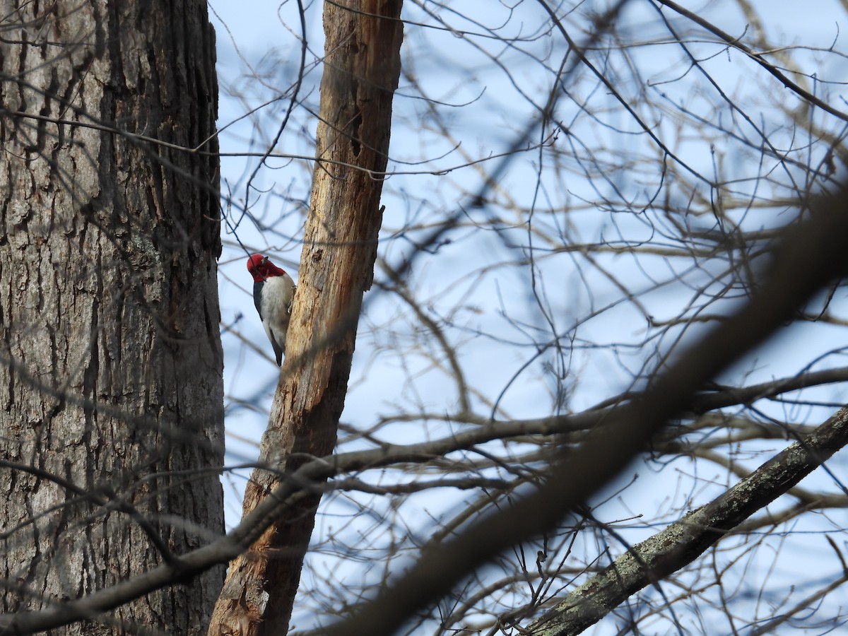 Pic à tête rouge - ML619822297