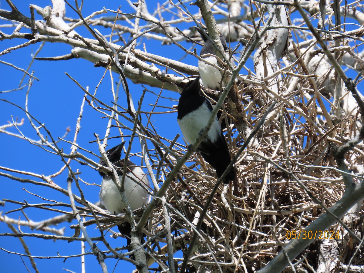 Black-billed Magpie - ML619822298