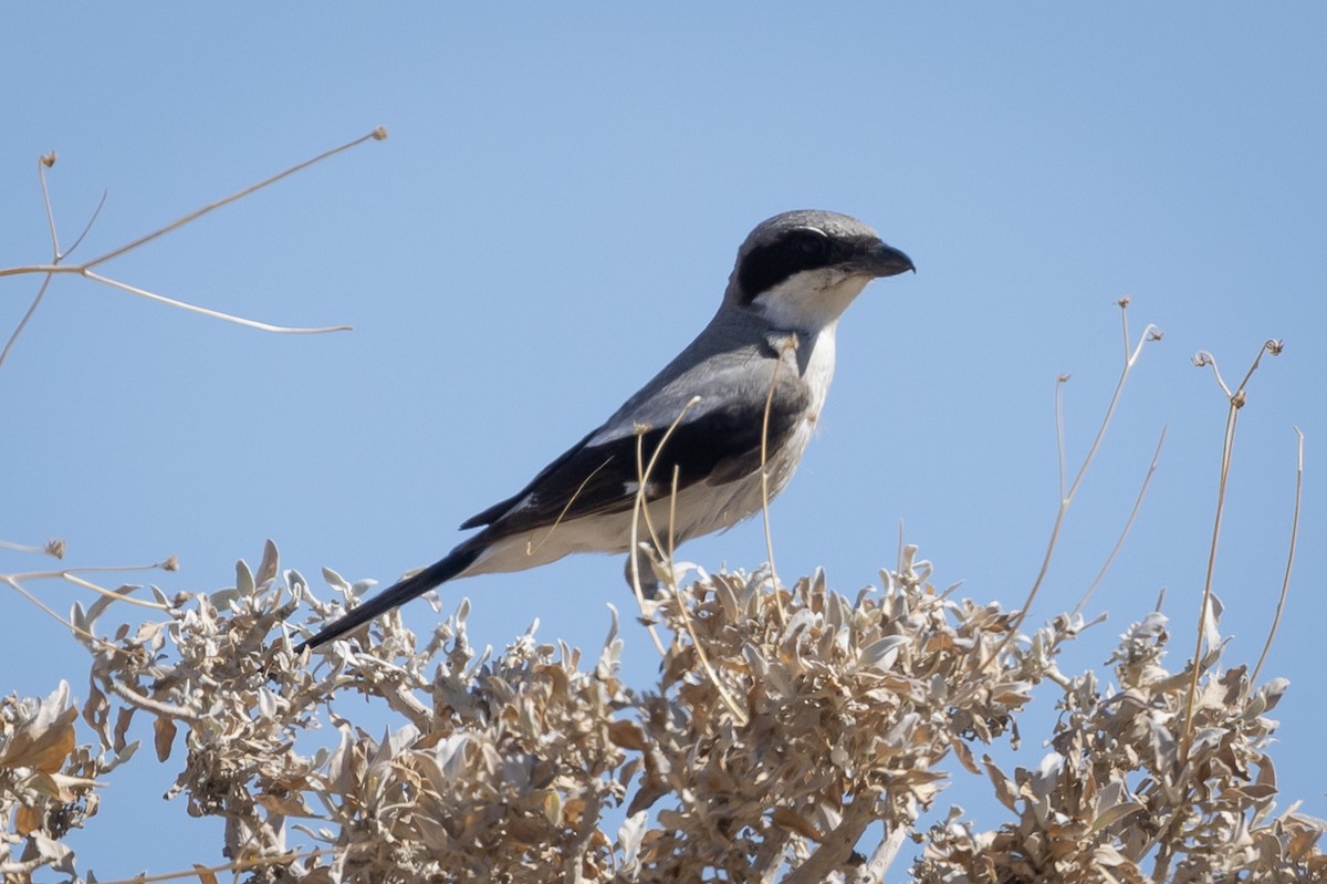 Loggerhead Shrike - ML619822303