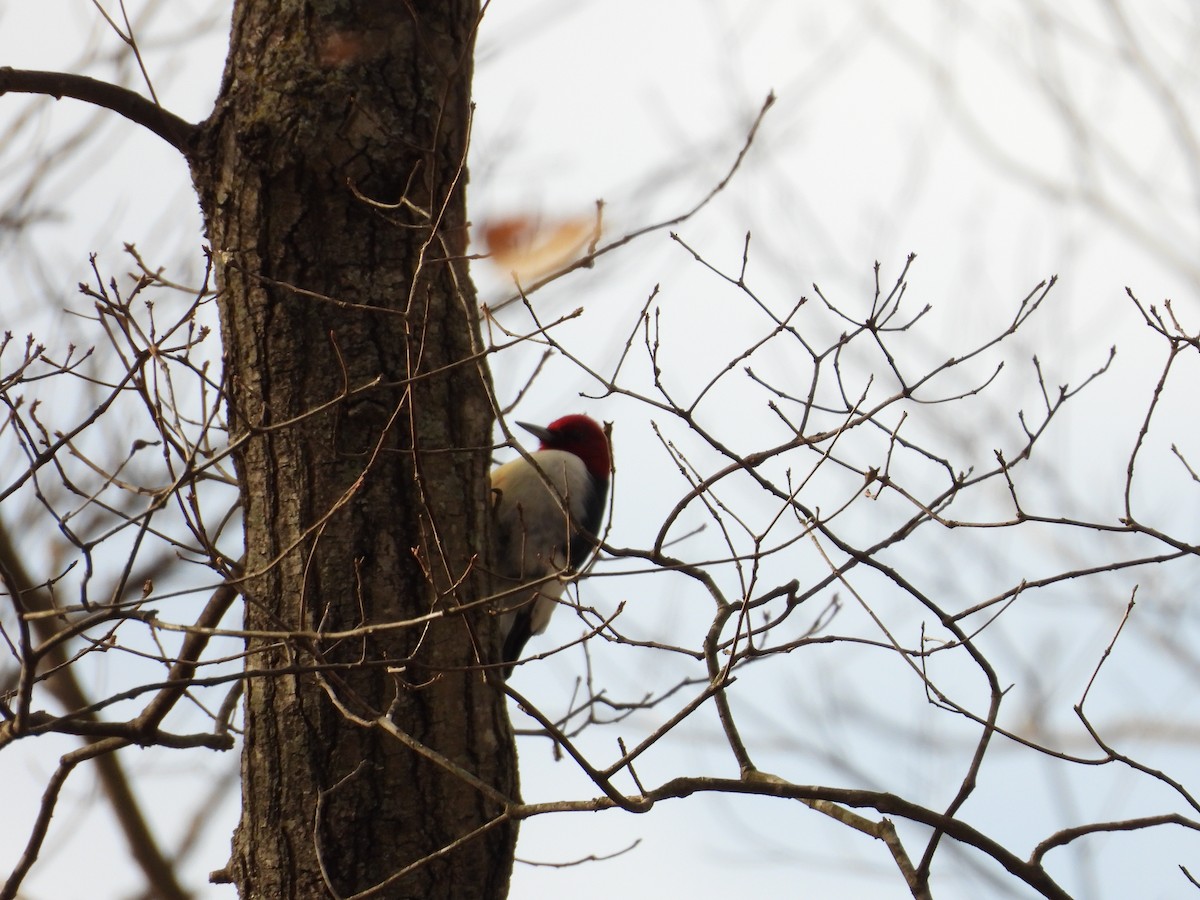 Red-headed Woodpecker - ML619822307