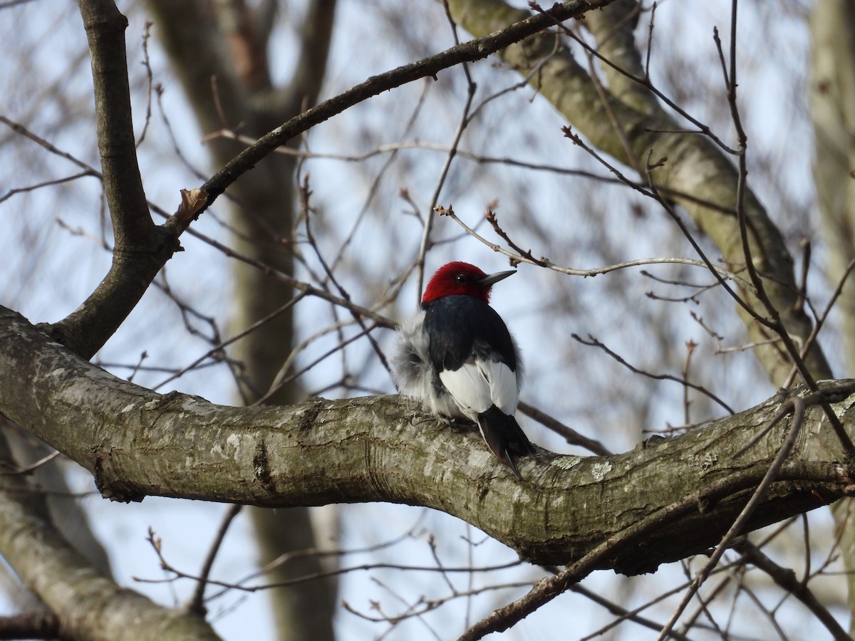 Pic à tête rouge - ML619822316