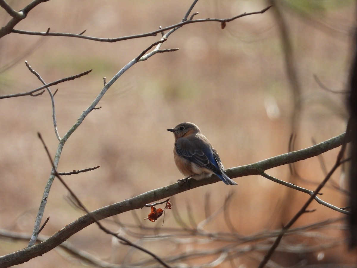 Eastern Bluebird - ML619822321