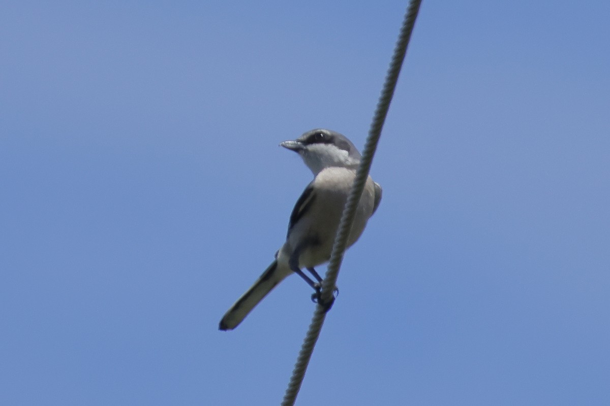 Iberian Gray Shrike - ML619822323