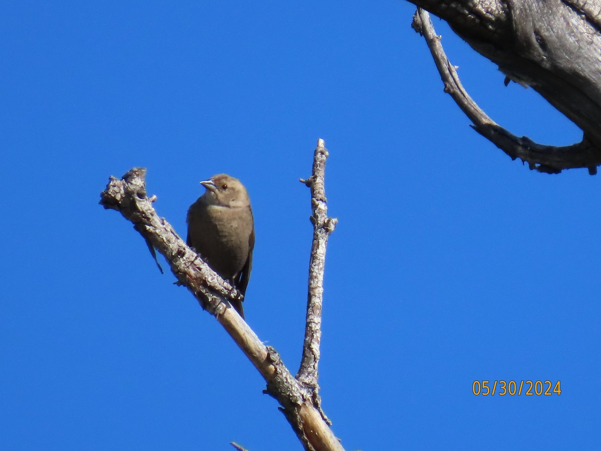 Brown-headed Cowbird - ML619822330