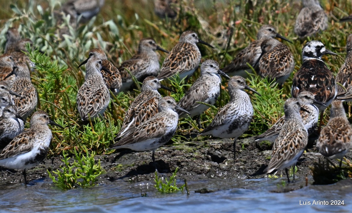 Dunlin - ML619822331