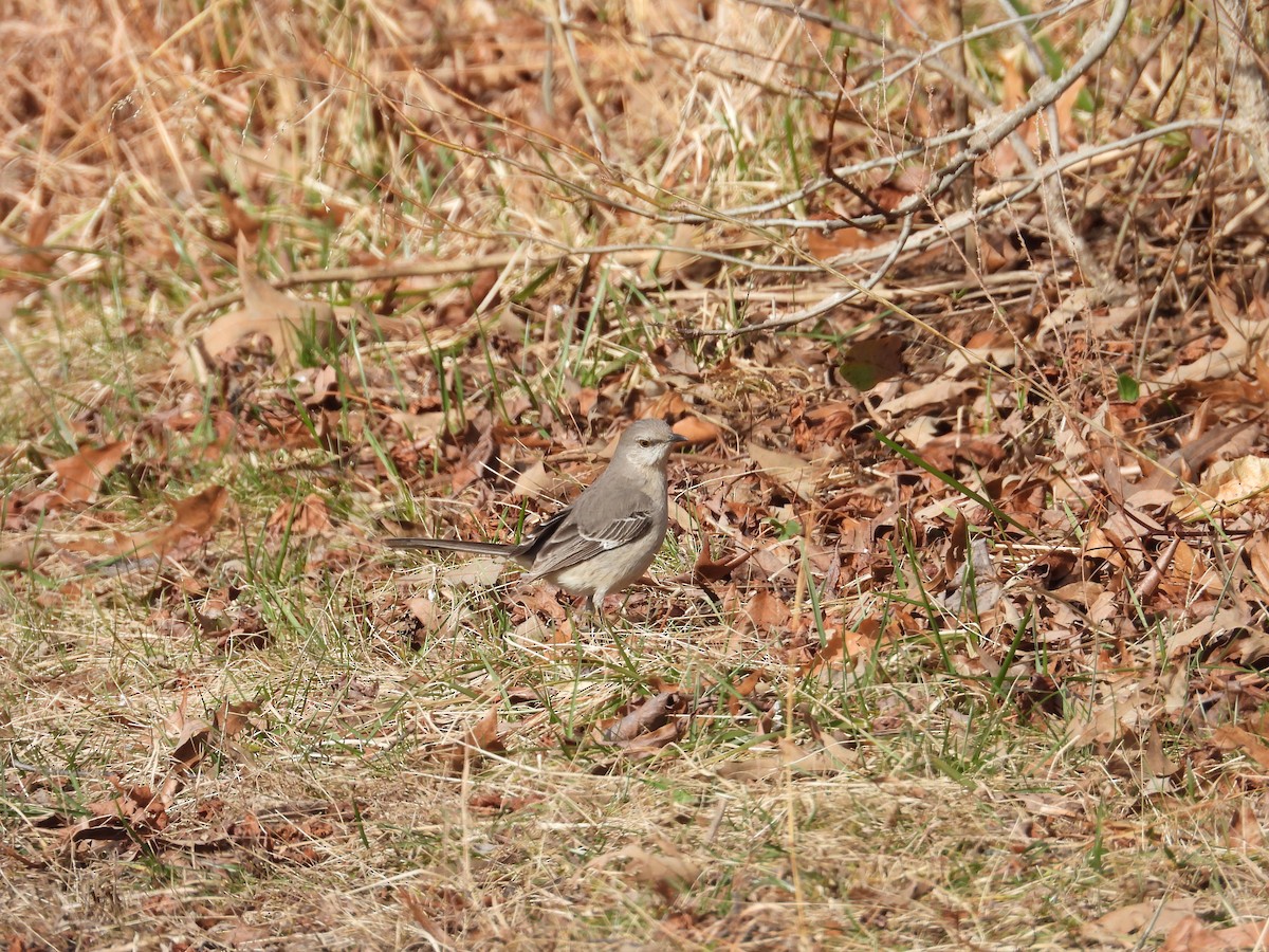 Northern Mockingbird - ML619822332