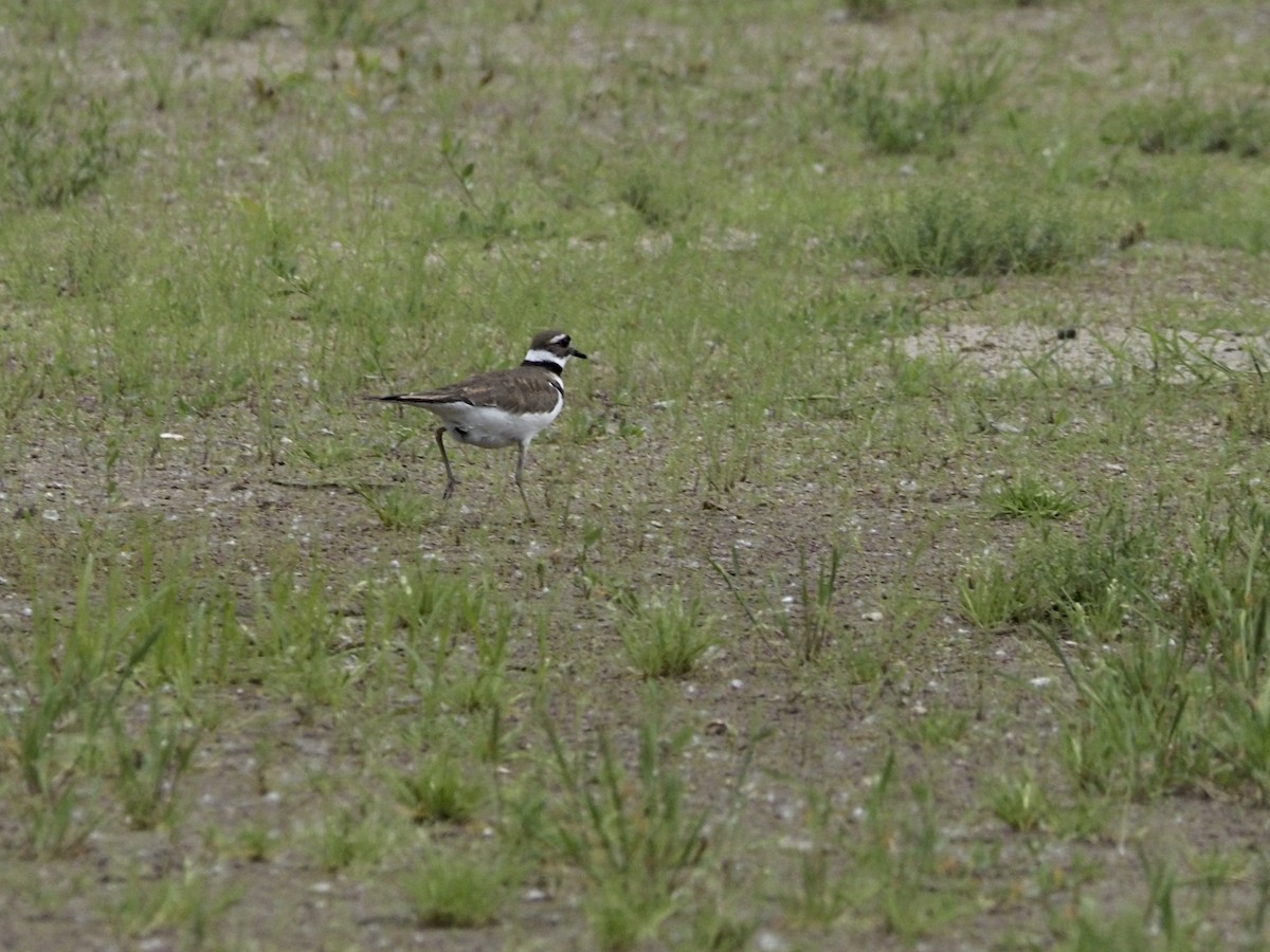 Killdeer - Tyler Nahlik