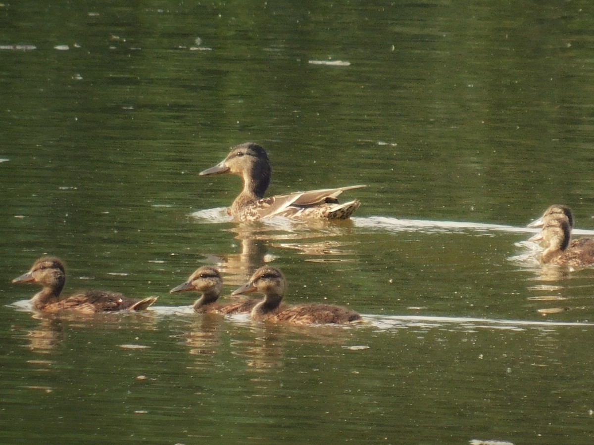 Зэрлэг нугас - ML619822336