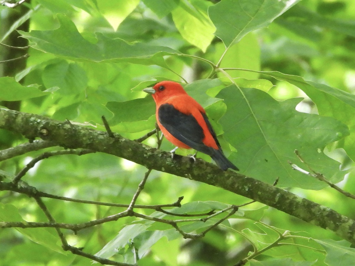 Scarlet Tanager - ML619822352