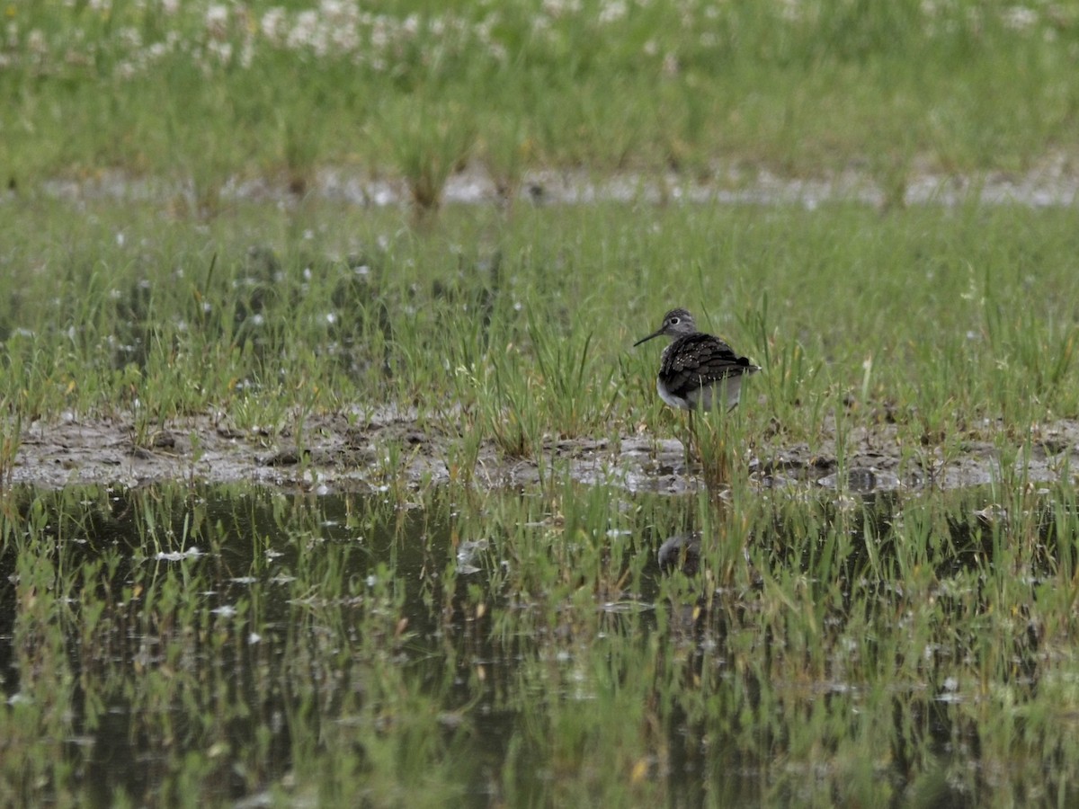 Solitary Sandpiper - ML619822359