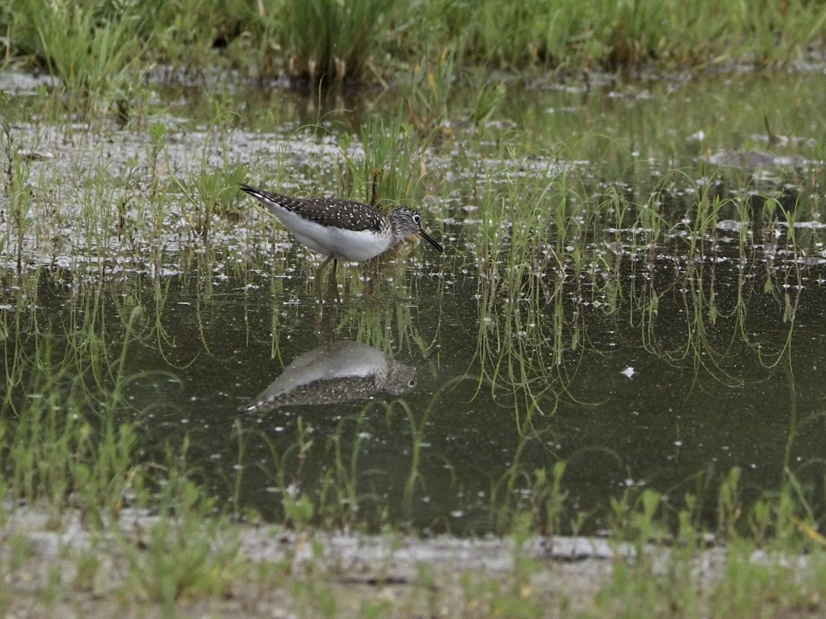 Solitary Sandpiper - ML619822360