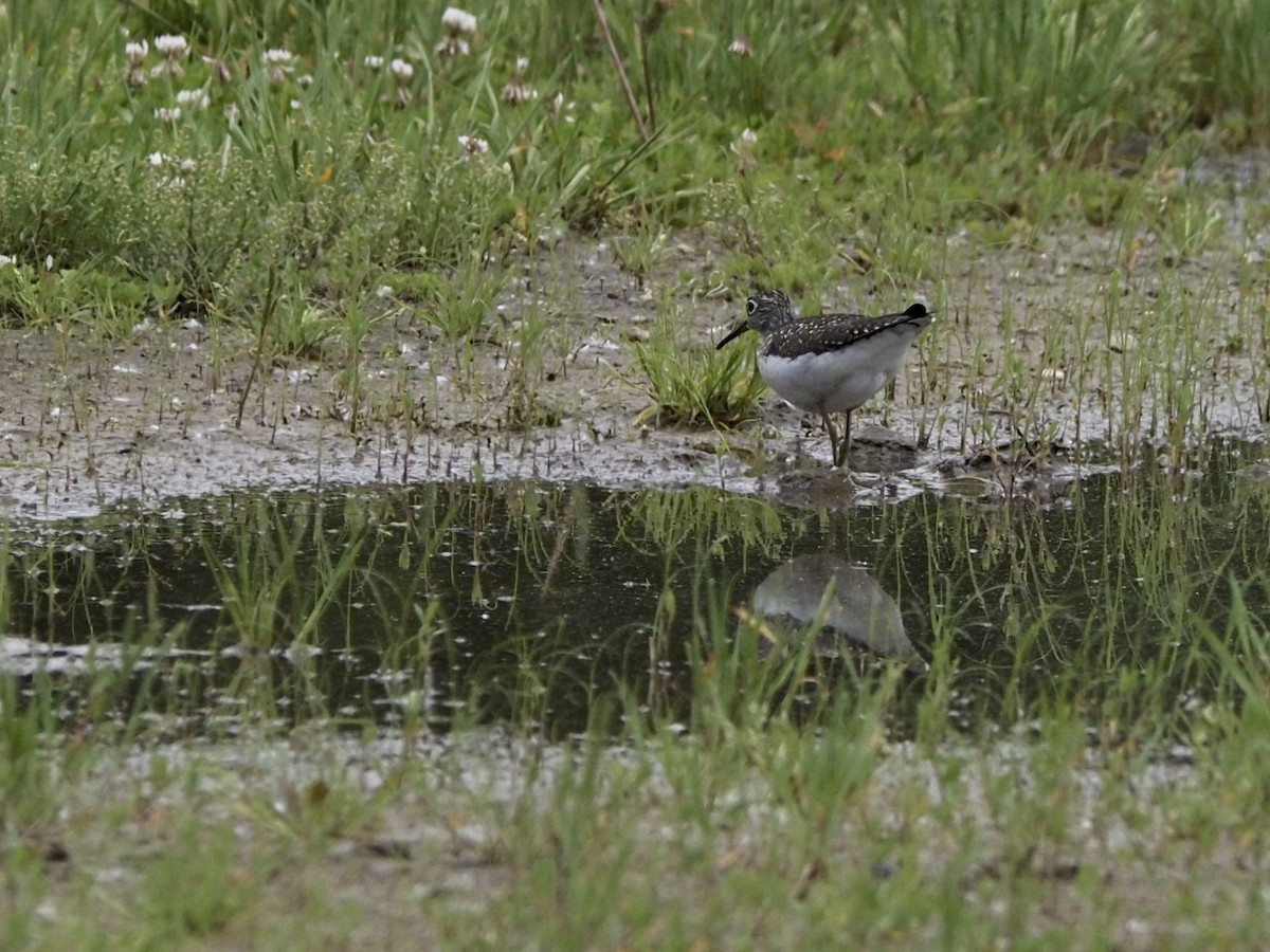 Solitary Sandpiper - ML619822361