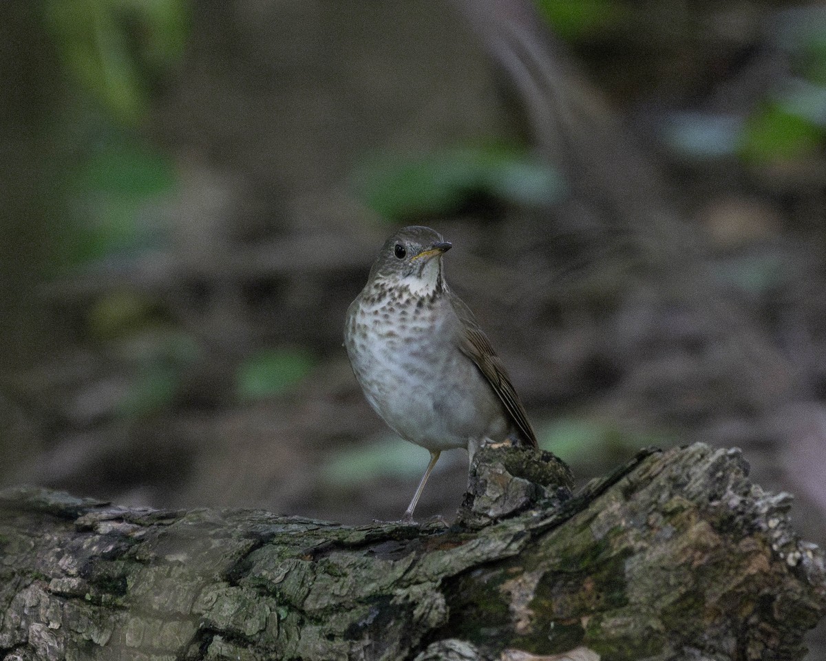 Gray-cheeked Thrush - ML619822362