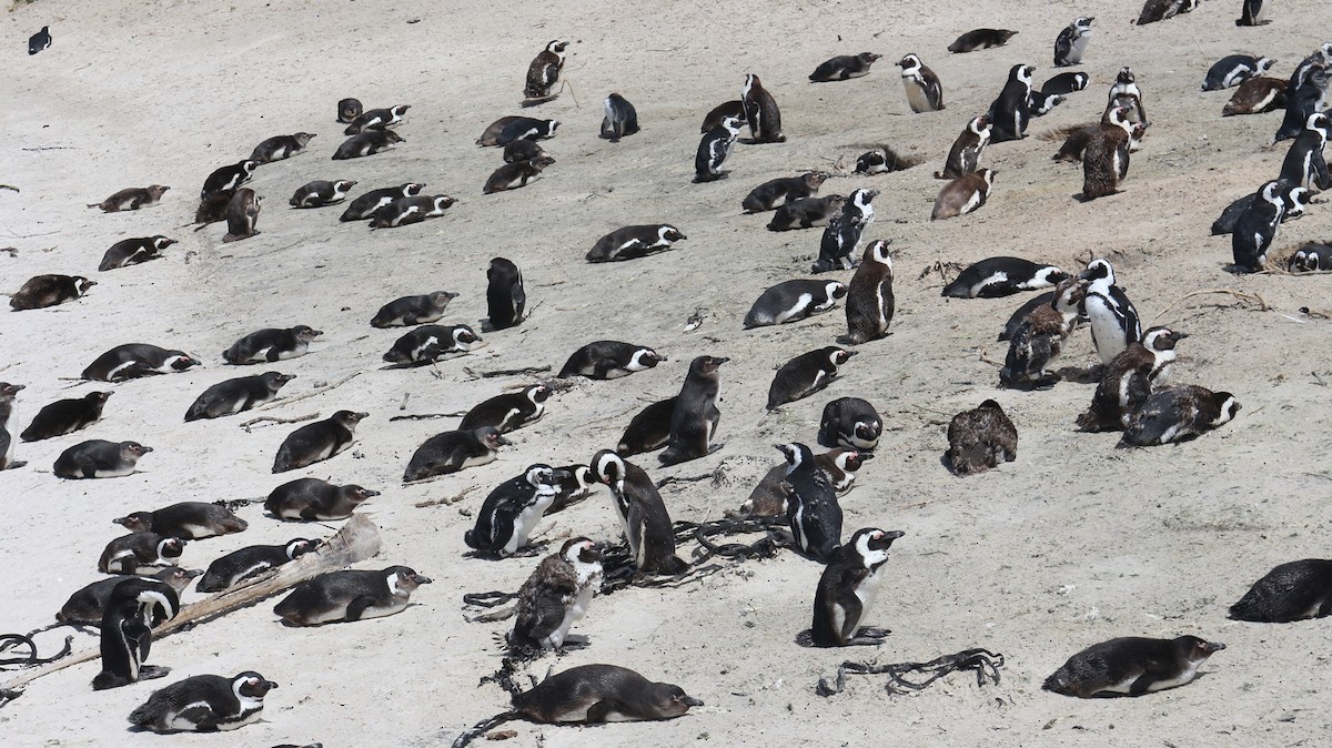 Pingüino de El Cabo - ML619822364