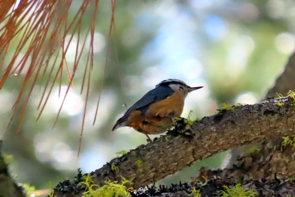 Red-breasted Nuthatch - ML619822369