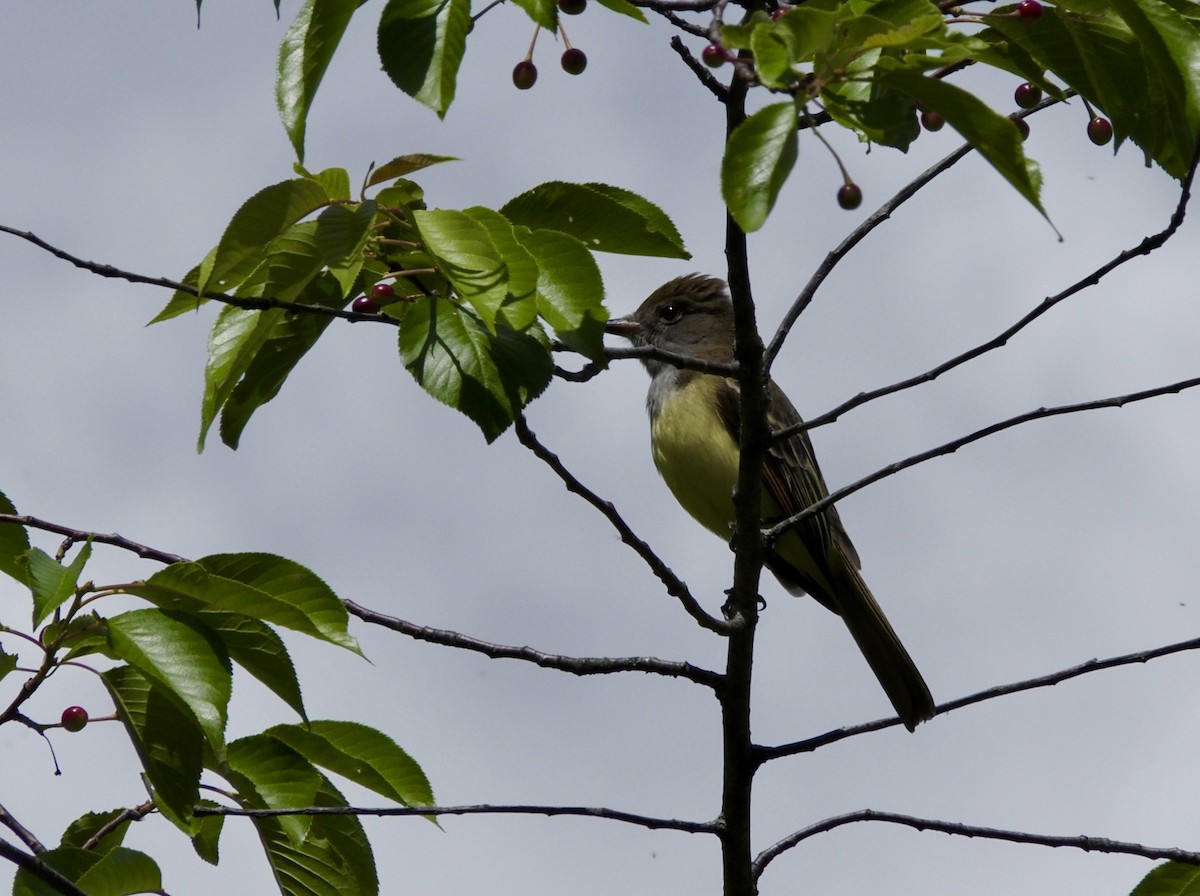 Great Crested Flycatcher - ML619822378