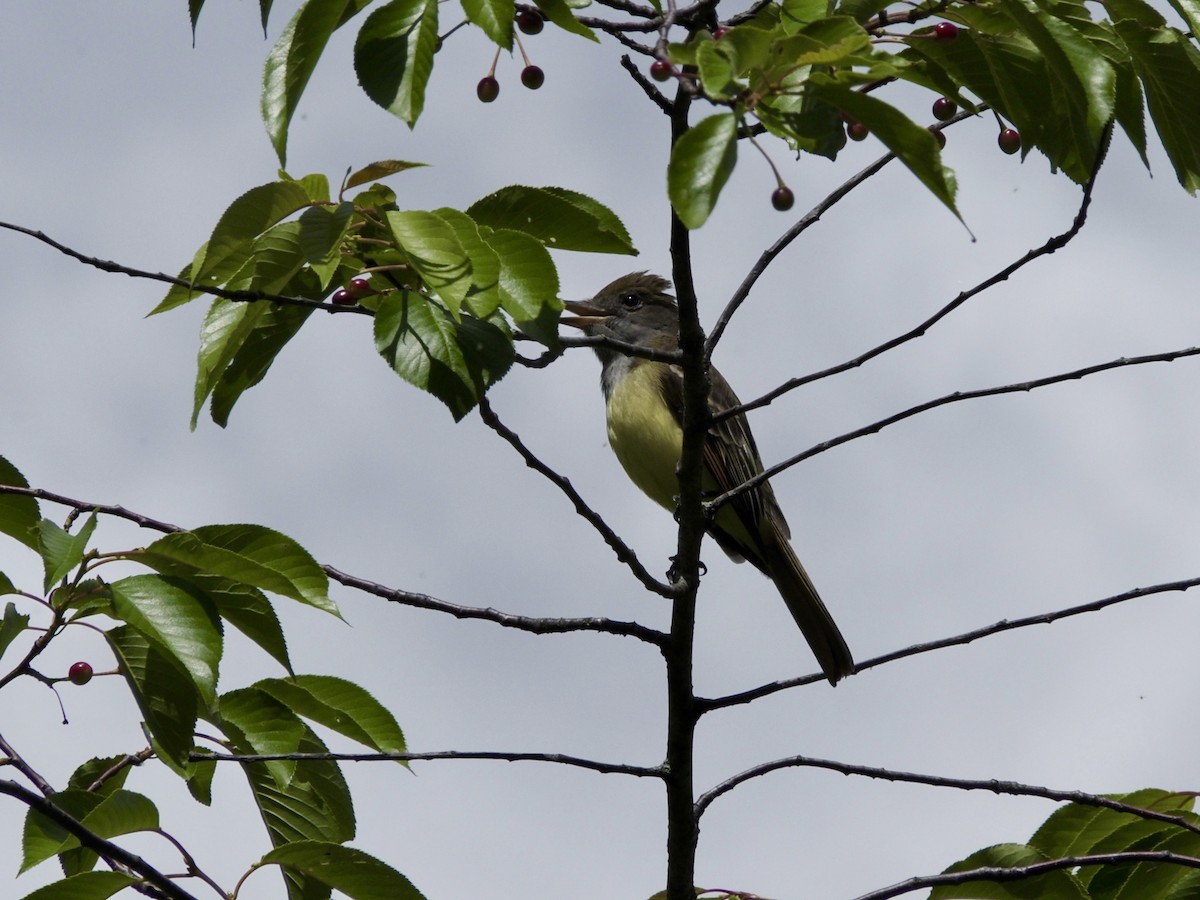 Great Crested Flycatcher - ML619822379