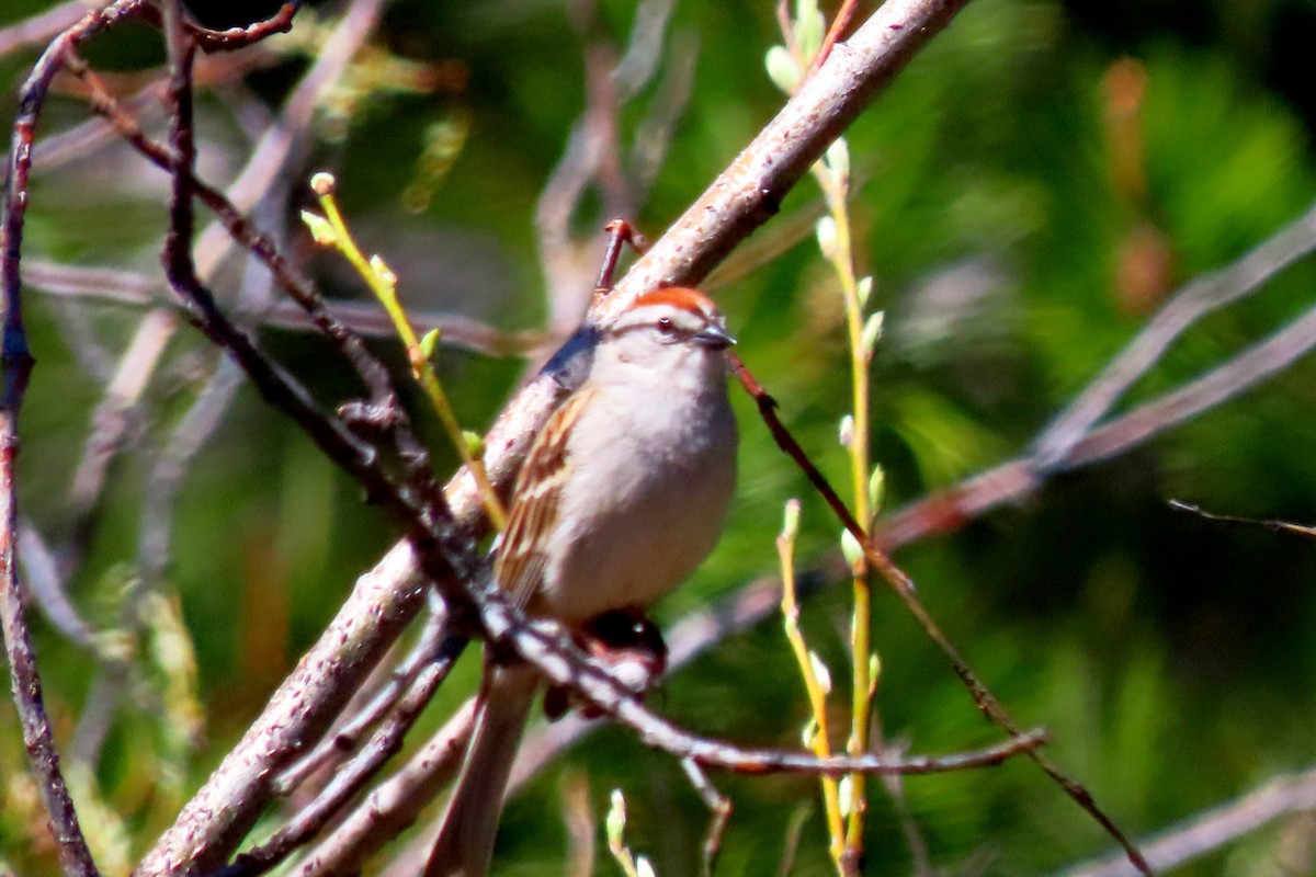 Chipping Sparrow - ML619822382