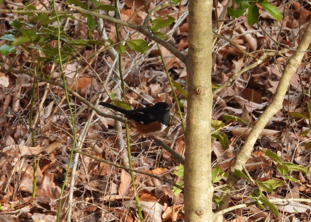 Eastern Towhee - ML619822390