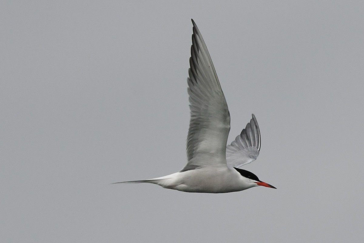 Common Tern - ML619822394