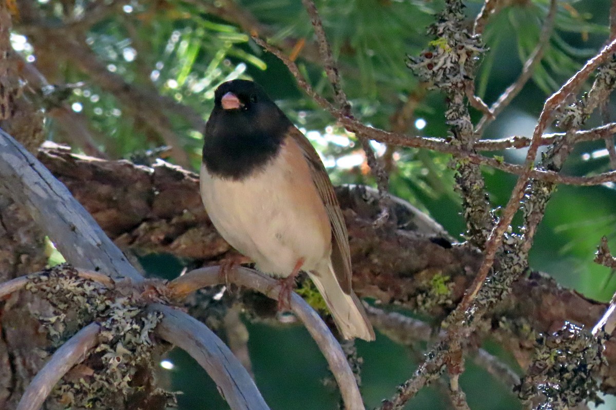 Dark-eyed Junco - ML619822397