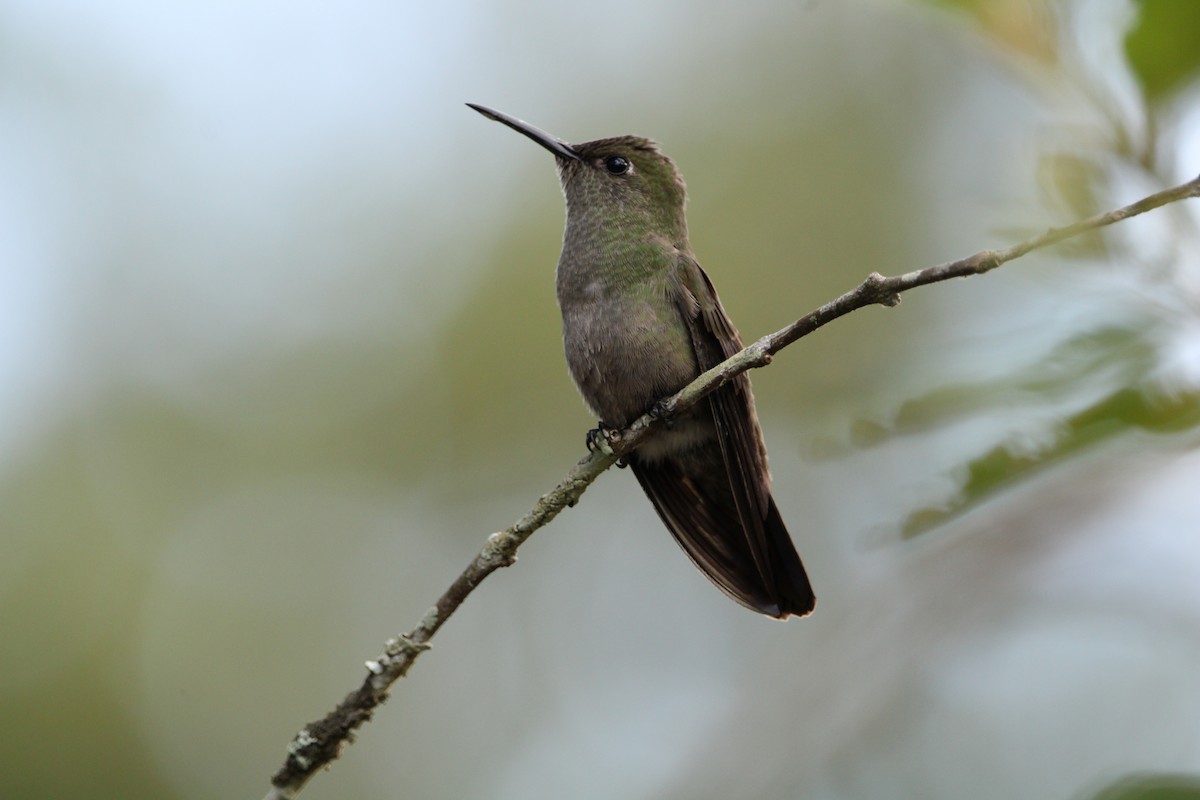 Sombre Hummingbird - ML619822407