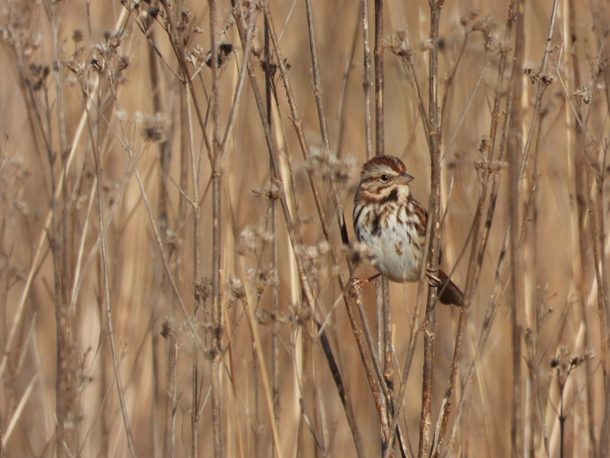 Song Sparrow - ML619822410