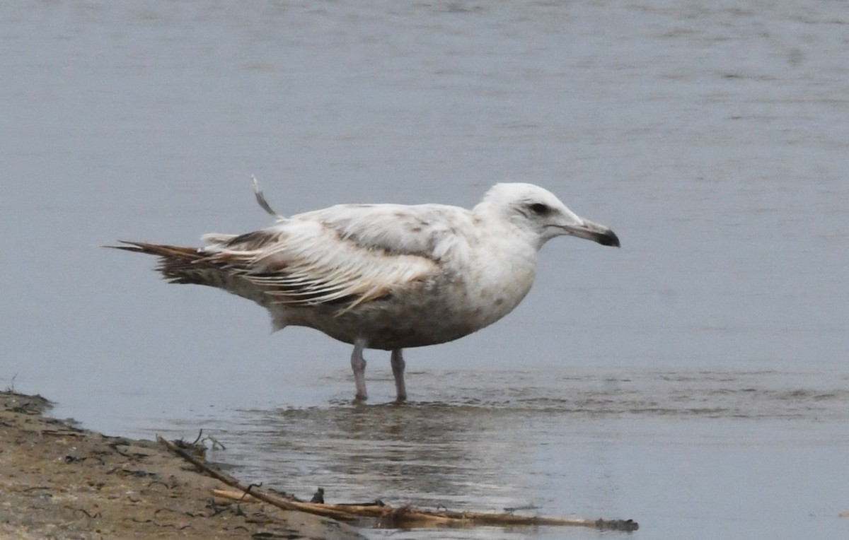 Goéland argenté - ML619822411