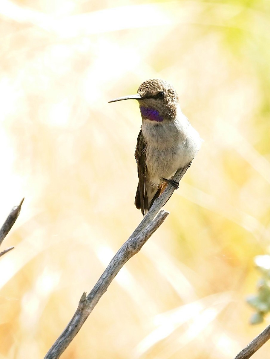 Costa's Hummingbird - ML619822429