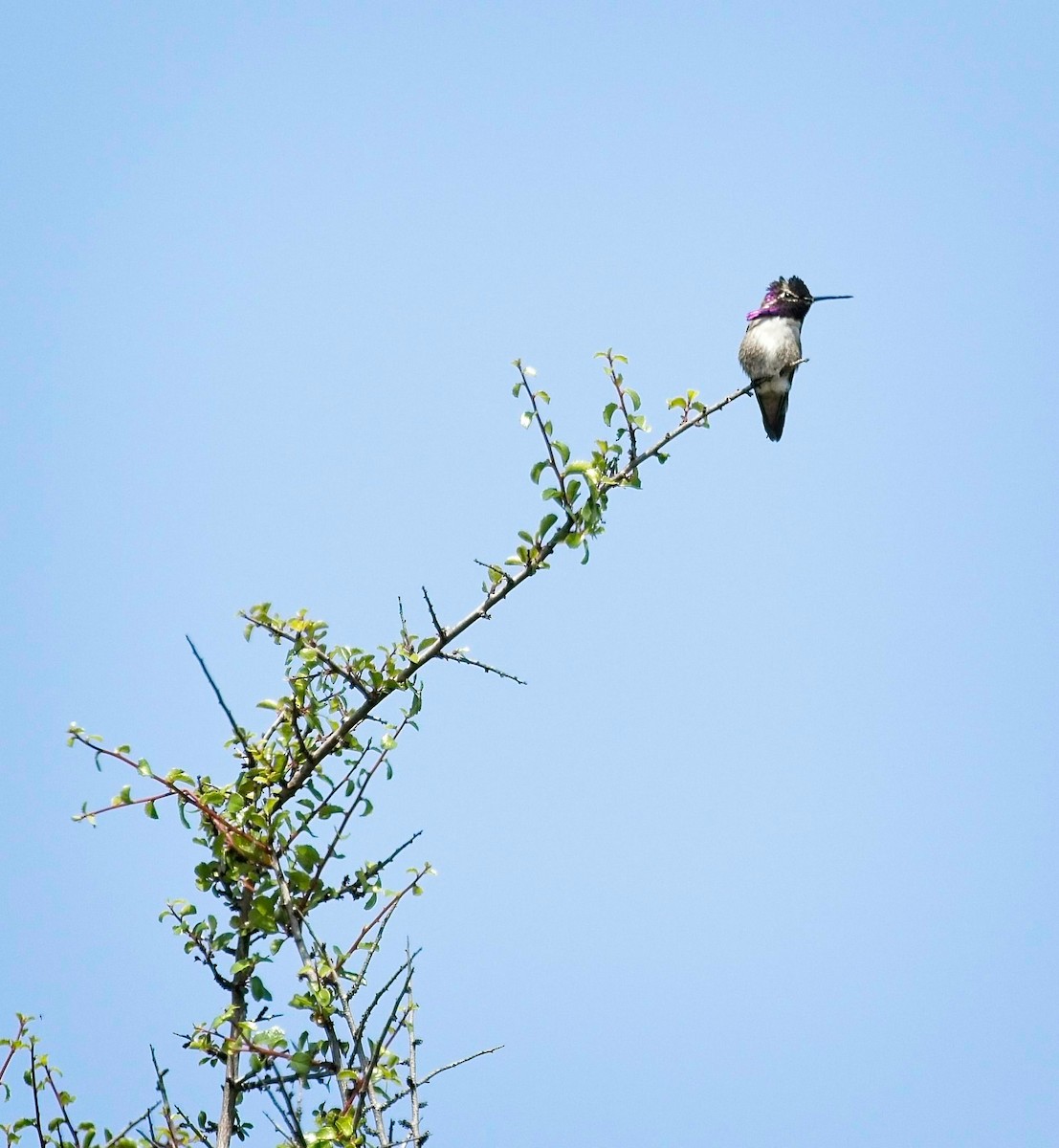 Costa's Hummingbird - ML619822430
